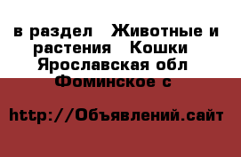  в раздел : Животные и растения » Кошки . Ярославская обл.,Фоминское с.